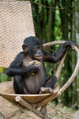 Bonobo sits on a chair. Democratic Republic of Congo. Lola Ya BONOBO  National Park. An excellent illustration.