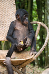 Bonobo sits on a chair. Democratic Republic of Congo. Lola Ya BONOBO  National Park. An excellent illustration.