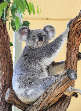 koala in sydney zoo,australia