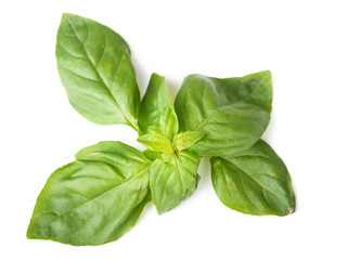 Basil