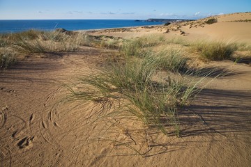 Vegetation in sand dunes on the coast, Sardinia, Italy