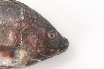 Black Tilapia or Tilapia