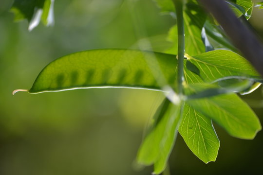 Pea pod