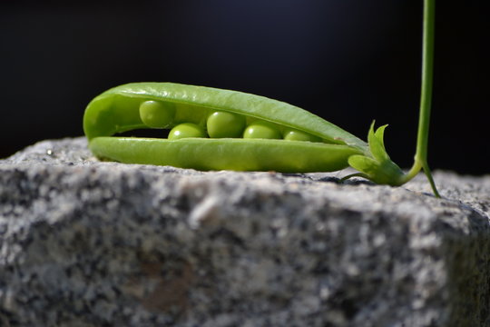 pea pod on the stone
