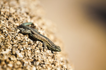 desert lizard