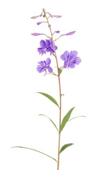 lilac fireweed isolated on white