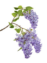 light isolated lilac three large inflorescences and leaves