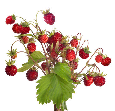 isolated large bunch of red wild strawberries