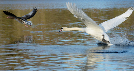 Mute Swan, cygnus olor