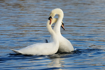 Mute Swan, cygnus olor