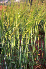 Barley Field