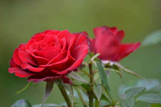 Red roses