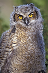  Close-up of baby Great Horned Owl