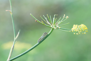 bruco macaone su finocchio