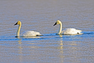 Two Tundra Swans swimming in lake