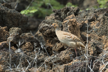 Francolin Partridge in Hawaii