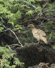 Francolin Partridge in Hawaii