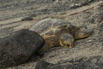 Sleeping Turtle on the beach