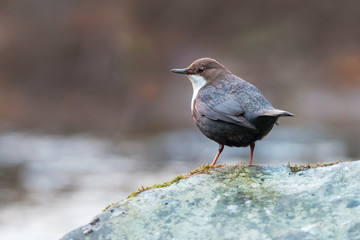 White-throated dipper (Cinclus cinclus)