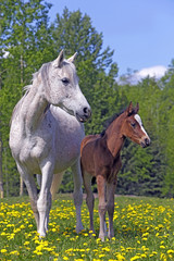 Fototapeta na wymiar Grey Mare and Foal standing together in meadow of flowers