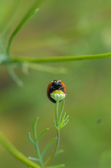 coccinella erba