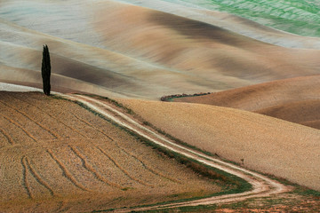 single cypress tree in the fields in Italy