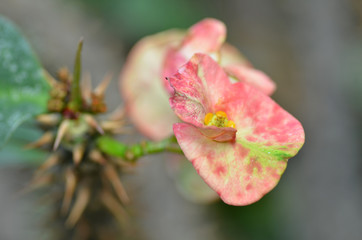 Crown of thorns flower
