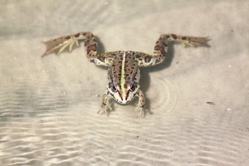 water frog in the lake in summer