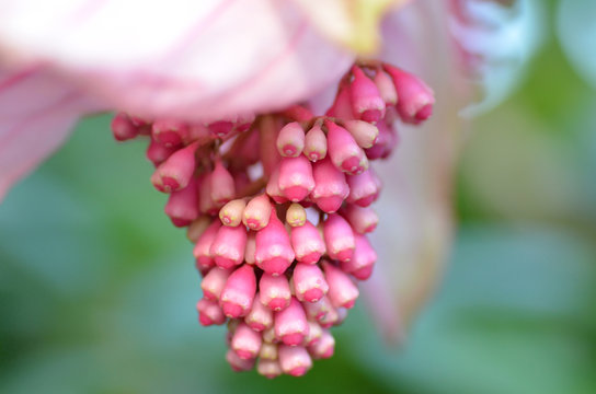 Healthy Hawaiian rose grape flower