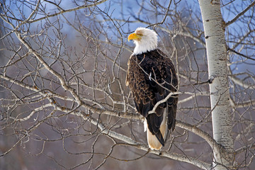 Bald Eagle sitting in tree 