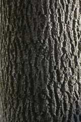 Obraz premium Wooden bark background