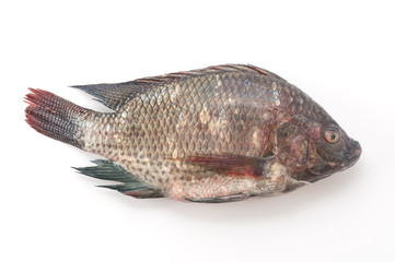 Black Tilapia or Tilapia