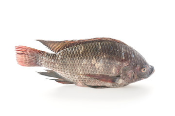 Black Tilapia or Tilapia