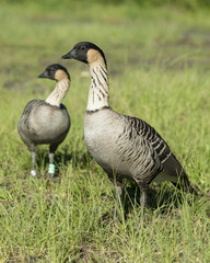 Nene Geese in Hawaii