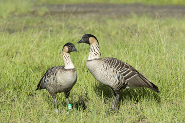 Nene Geese in Hawaii