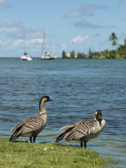 Wild Nene Geese in Hawaii