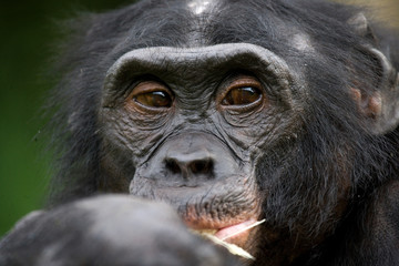 Portrait of bonobos. Close-up. Democratic Republic of Congo. Lola Ya BONOBO National Park. An excellent illustration.