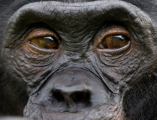Fototapeta premium Portrait of bonobos. Close-up. Democratic Republic of Congo. Lola Ya BONOBO National Park. An excellent illustration.