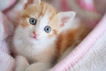 kitten sleeping in a hot pink blanket