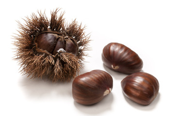 chestnuts in the husk and isolated on white
