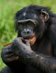Portrait of bonobos. Close-up. Democratic Republic of Congo. Lola Ya BONOBO National Park. An excellent illustration.