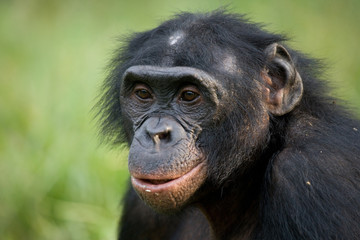 Fototapeta premium Portrait of bonobos. Close-up. Democratic Republic of Congo. Lola Ya BONOBO National Park. An excellent illustration.