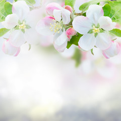 Naklejki  Kwiat jabłoni