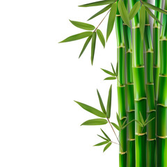 Fototapeta na wymiar Bamboo,vector illustration