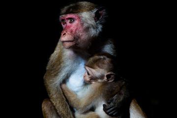 Toque macaque monkey - mother breastfeeding baby