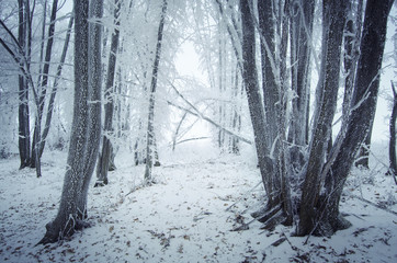 frozen trees in winter forest