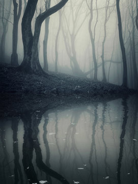 Fototapeta dark foggy forest reflecting in lake