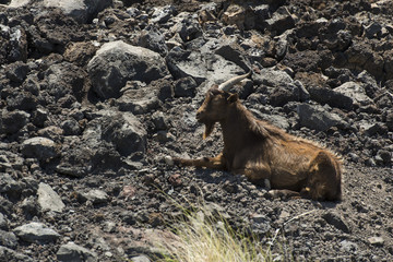 Wild Goats in Hawaii