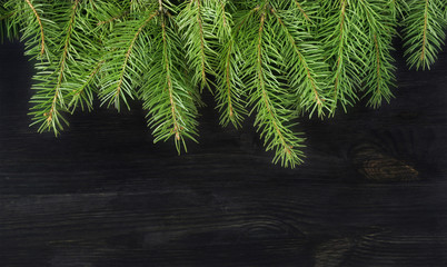 Christmas tree sprigs on dark background. Winter holidays backgr