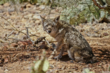 desert coyote